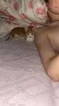 Отдается котенок в добрые руки