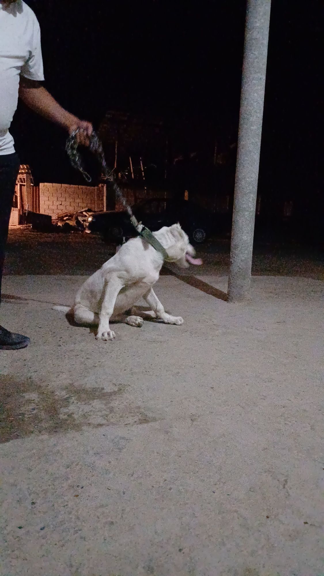 Алабай бойцовский