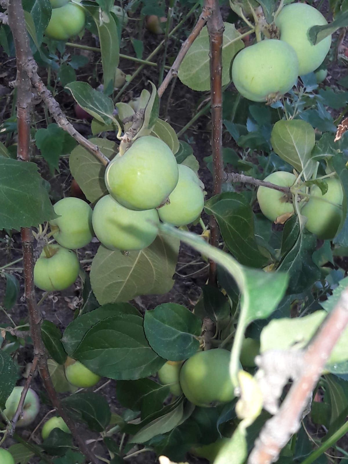 Продам дачу, келещек, геолог 3
