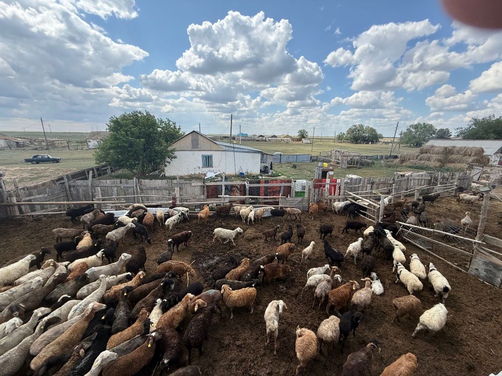 Продам 172 барана и 56 козлов
