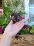 Отдам котёнка в добрые руки