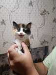 Отдам котят в хорошие руки