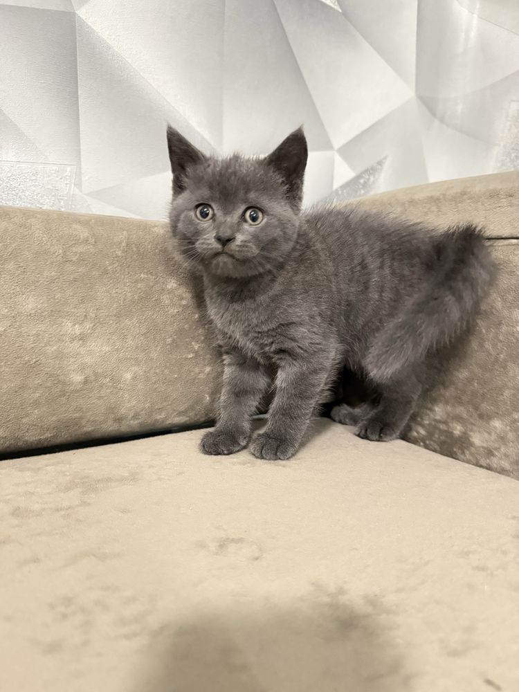 Котенок девочка