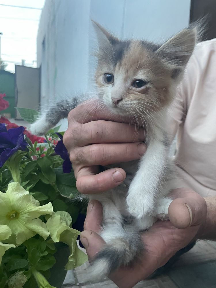 Отдам котят в добрын руки бесплатно