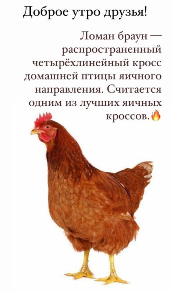Ломан браун нисушка