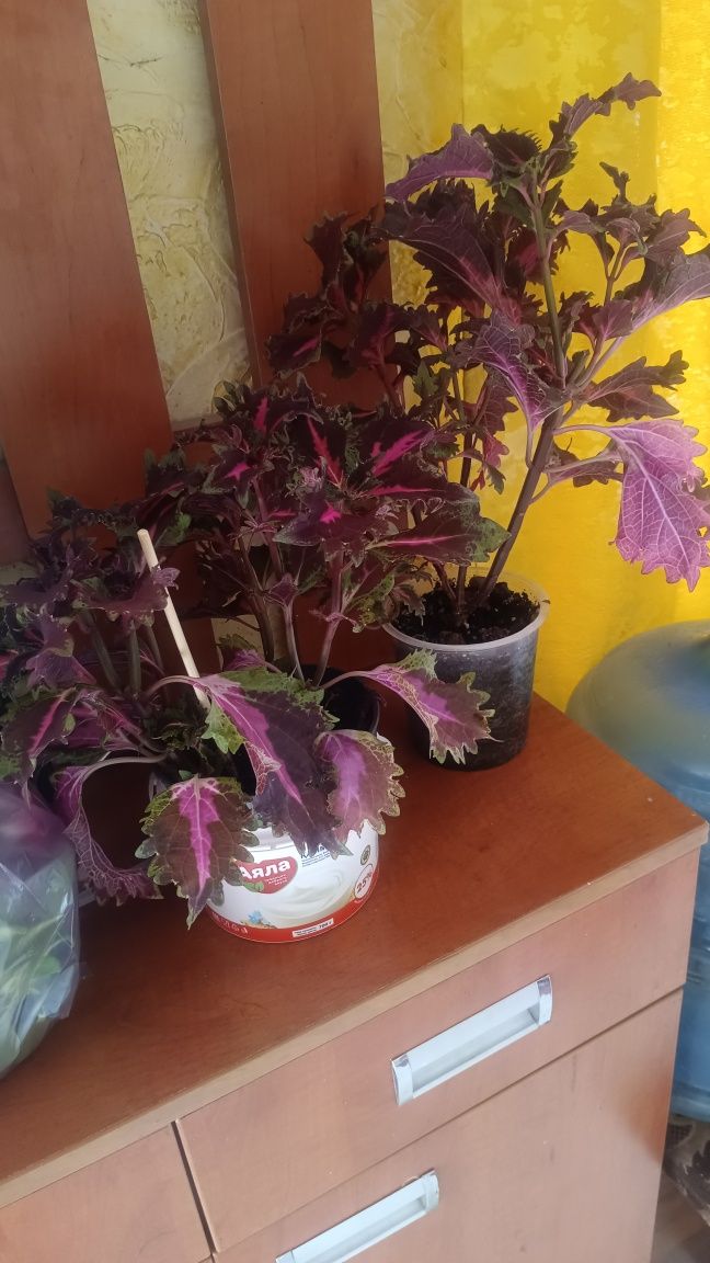 Продам Цветы разные