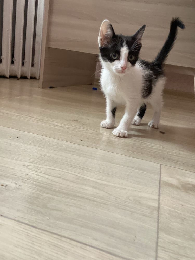 Котёнок ищет семью