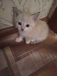 Отдам котят в хорошие руки