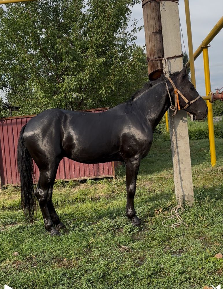 Продам молодого жеребца