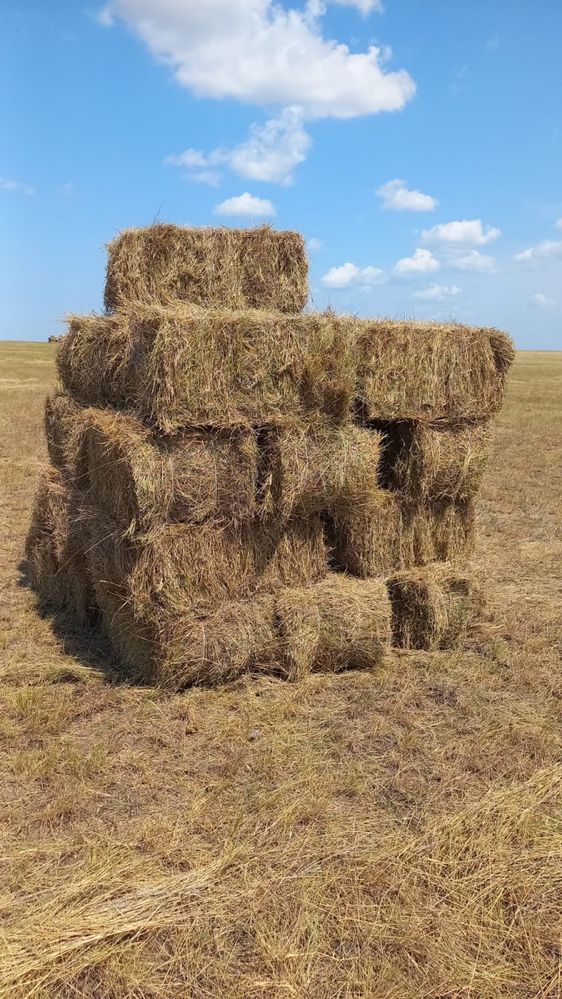 Продам сено в тюках