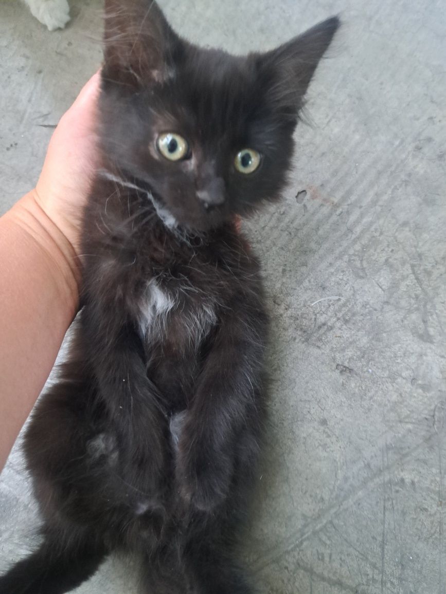 Котята ищат дом!