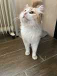 Котик в добрые руки