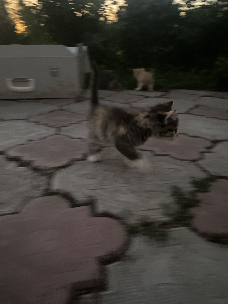 Котята милые красивые чистые