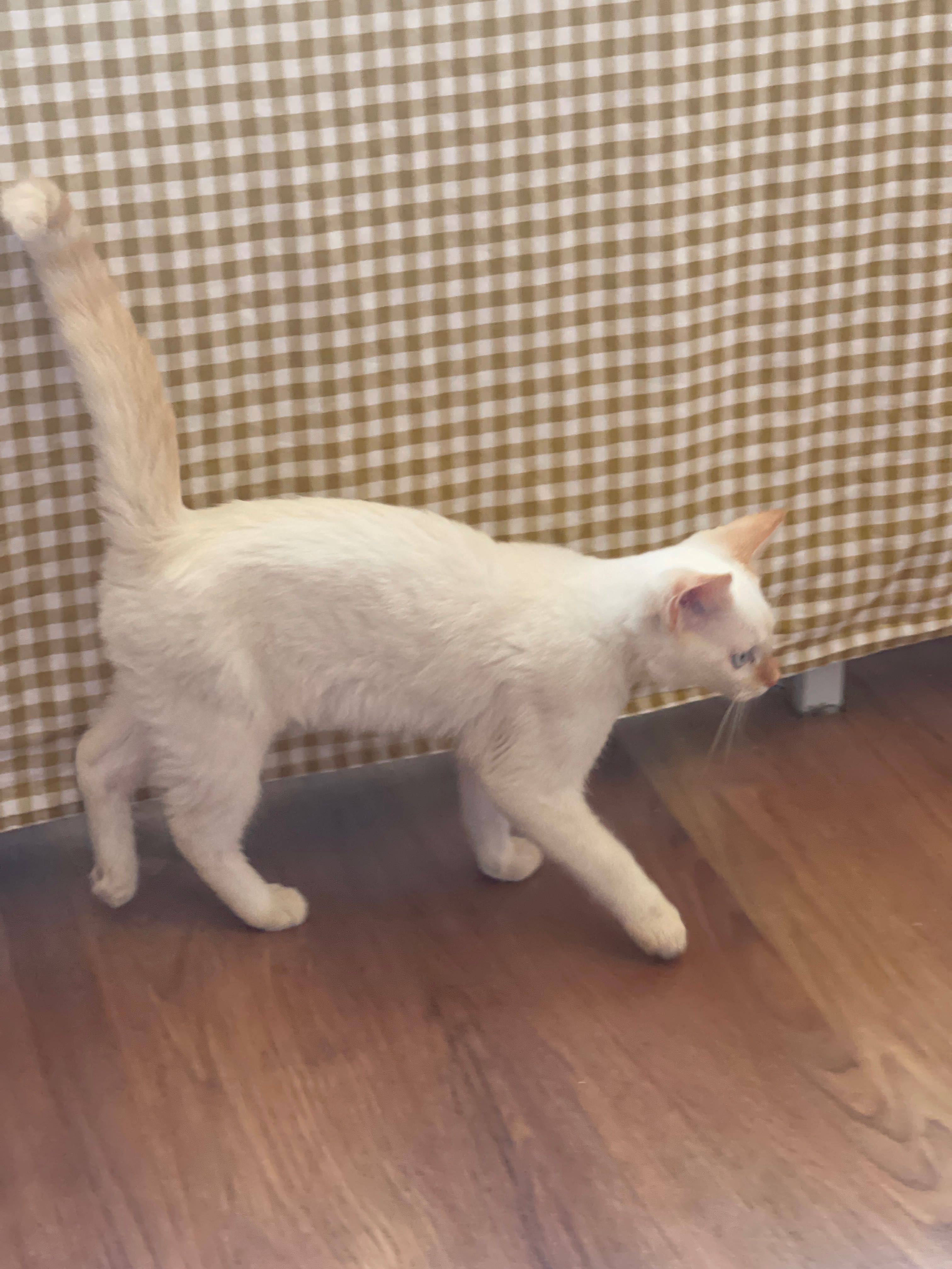 Отдам котят, приучены в лотку