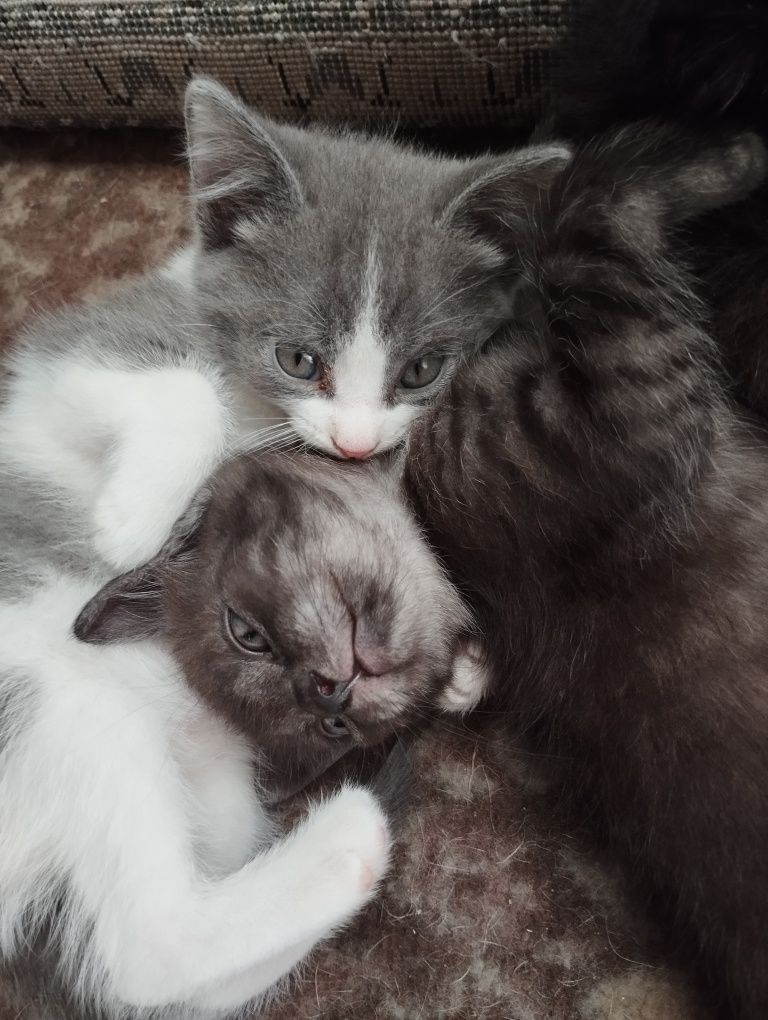 Котята, два мальчика и две девочки