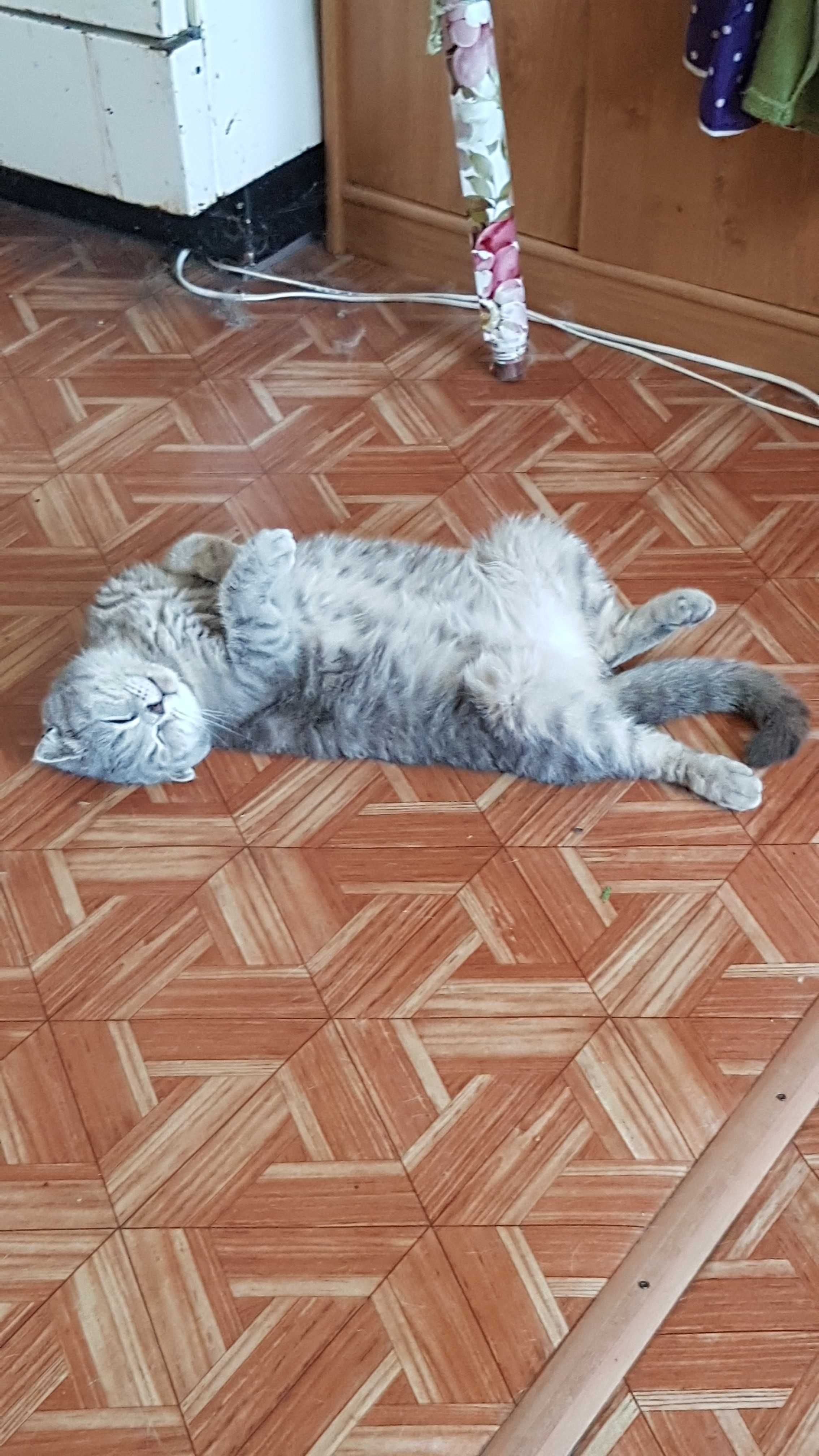 Шотландская вислоухая кошка - ско́ттиш-фолд (Scottish Fold)  МОТЯ