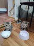Продам котят скоттиш страйт шиншилы