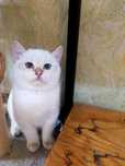 Продам породистого британского котёнка шиншилла пойнт.