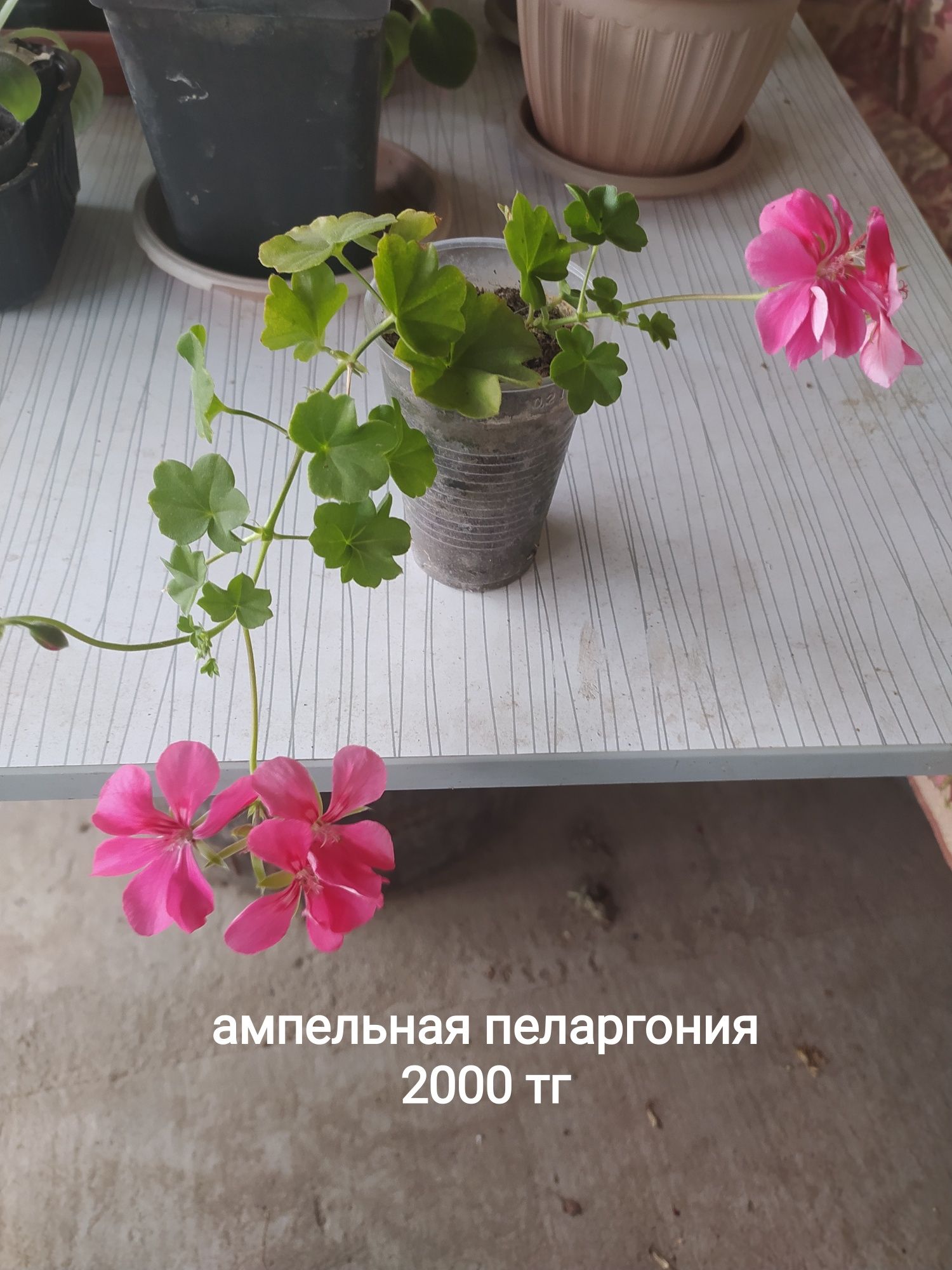 Продам ампельную пеларгонию