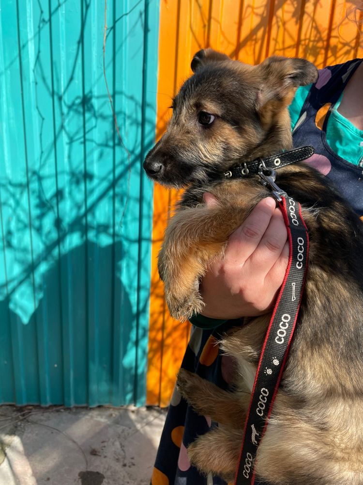 Щенята в добрые руки
