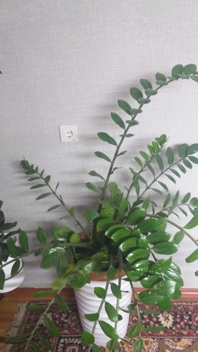 Комнатные цветы,домашние