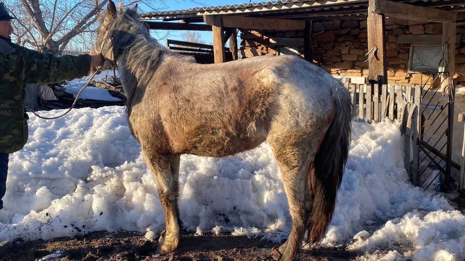 Жылкы малдары. Бие жане донежин.