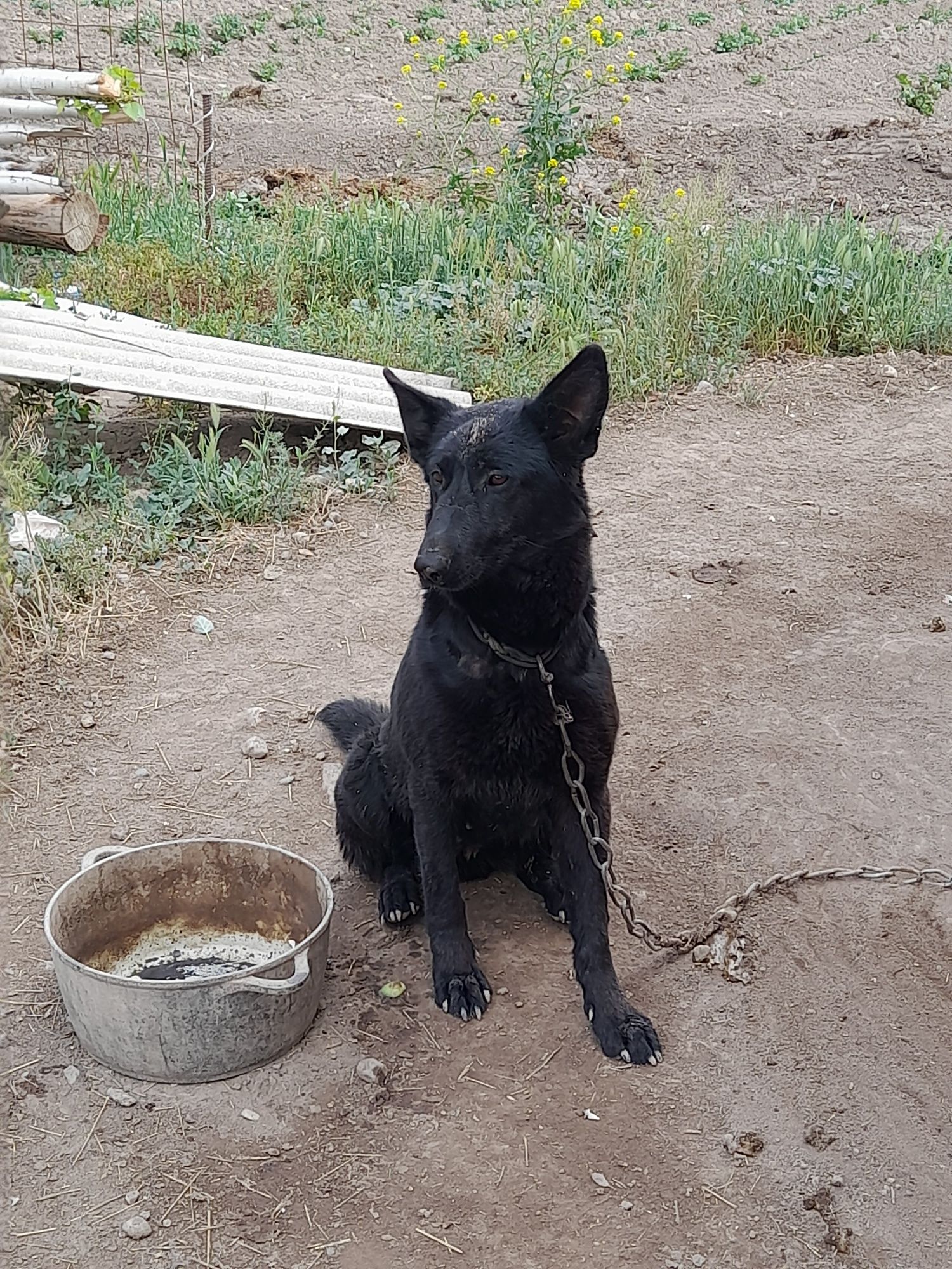 Немецкий овчарка