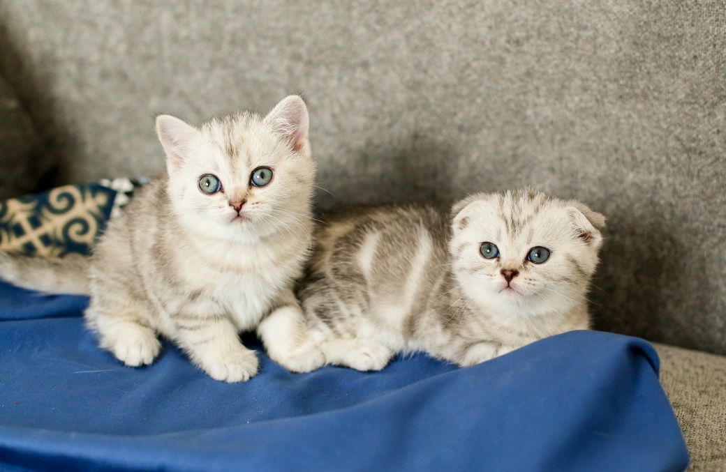 Шотландские  котята