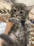 Котёнок маленький