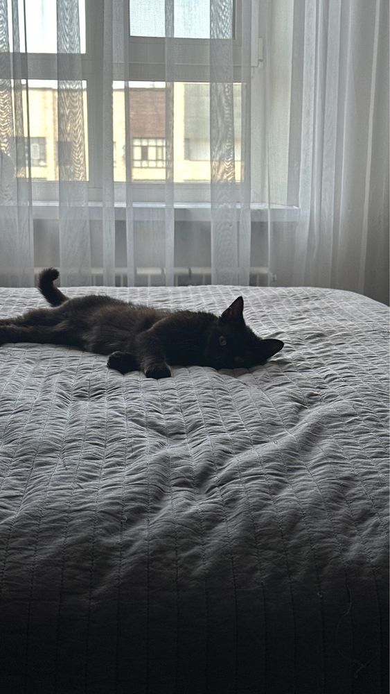 Кошечка ищет заботливых хозяев