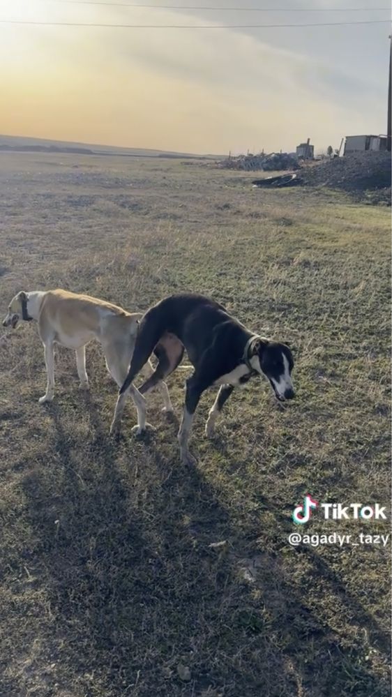 Продается щенки Грейхаунд