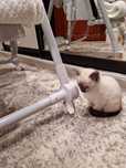 котёнок, девочка в хорошие руки