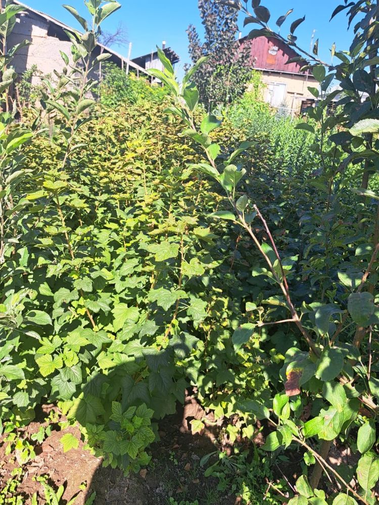 Продаи саденцы черной смородины