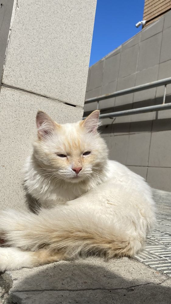 Кот в поисках дома