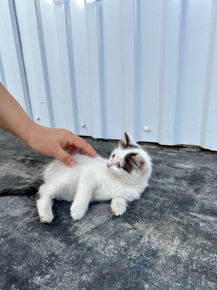 Отдам в хорошие руки котенка
