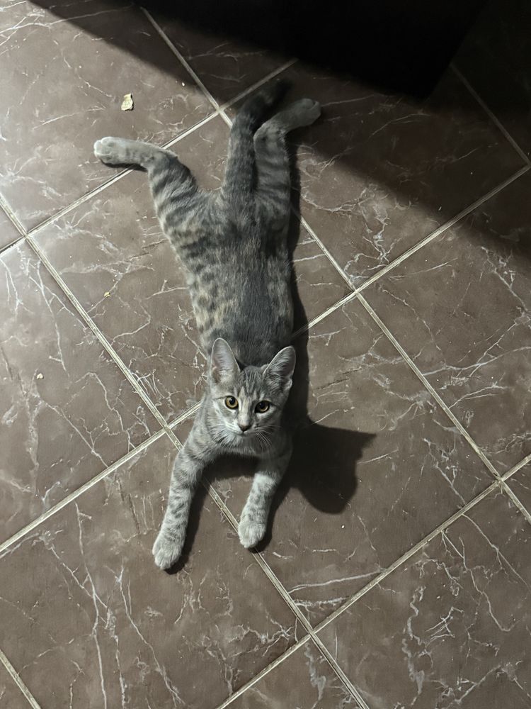 Кошка в добрые руки
