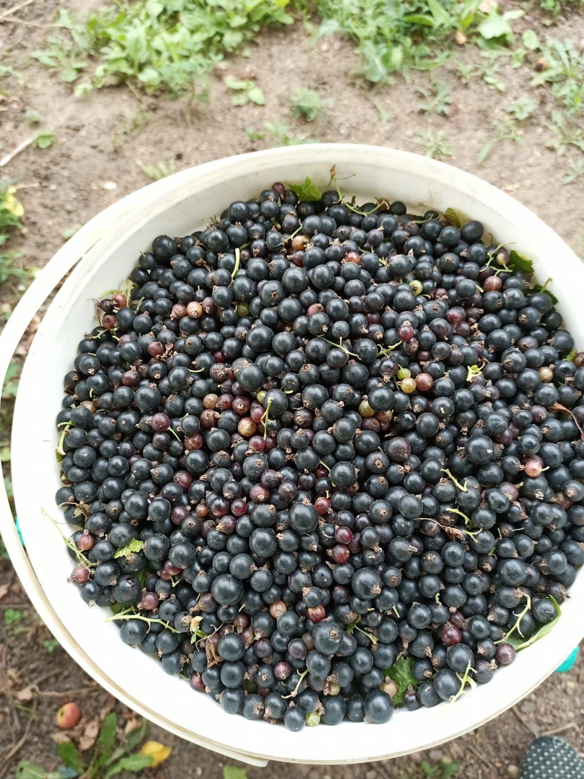 Продам садовую черную смородину