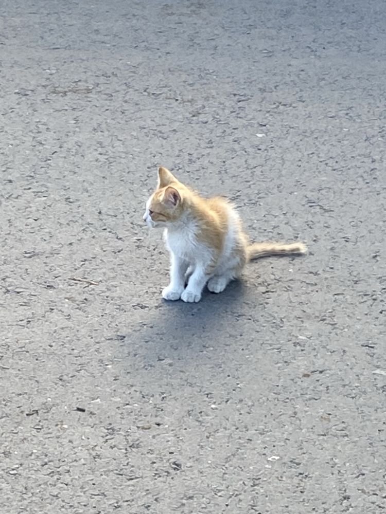 Отдим двух котят бесплатно