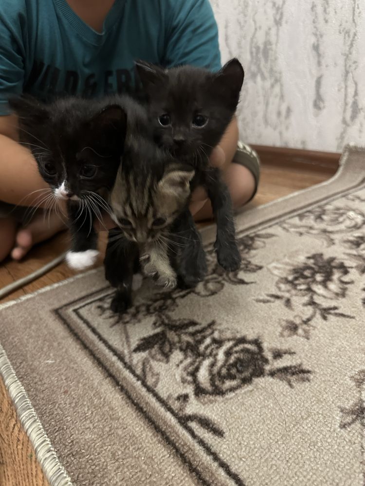 Отдам котят в добрые руки