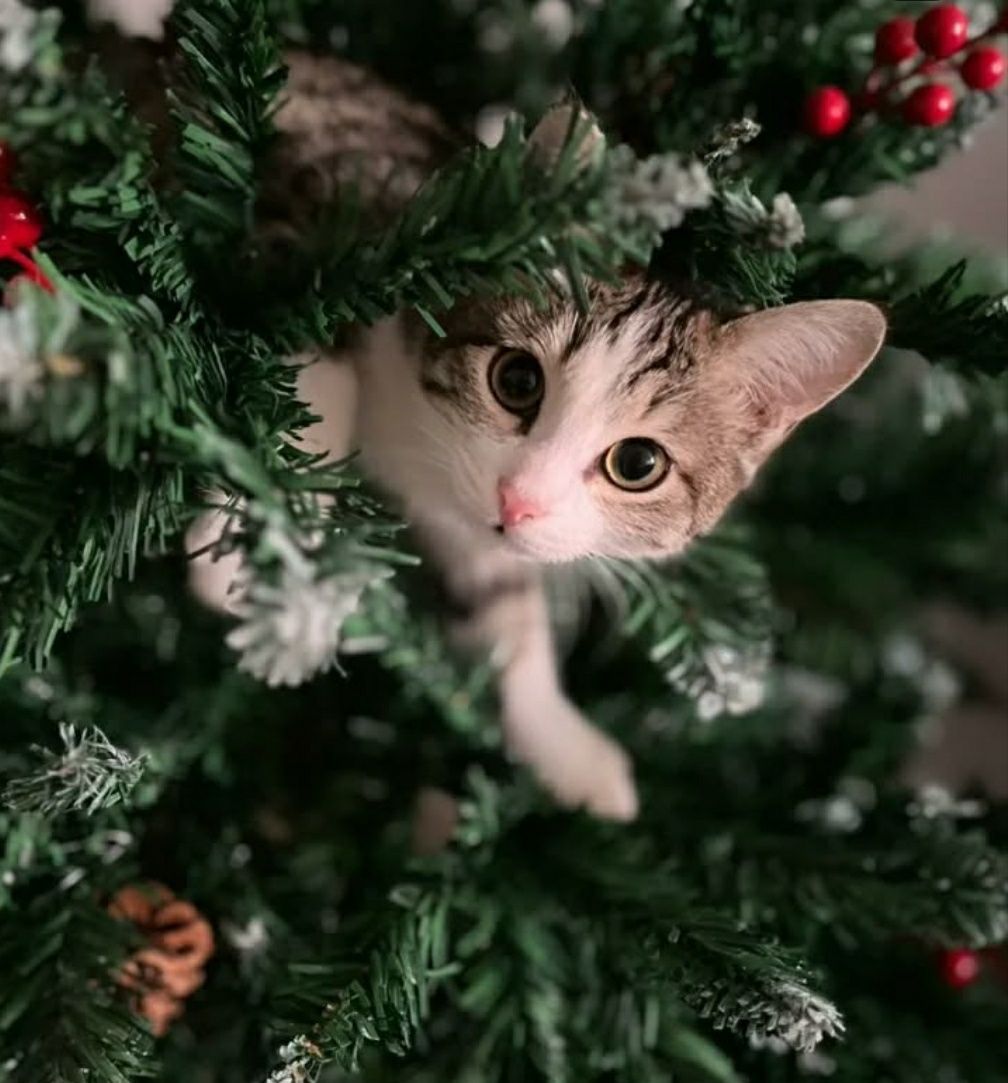 Котик ищет дом. В добрые руки