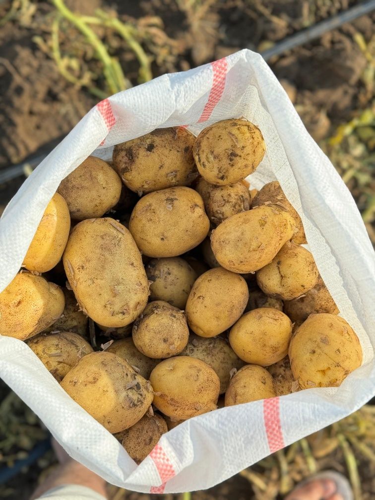 Продам овощи оптом