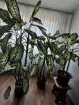 Продам любой цветок за 3000
