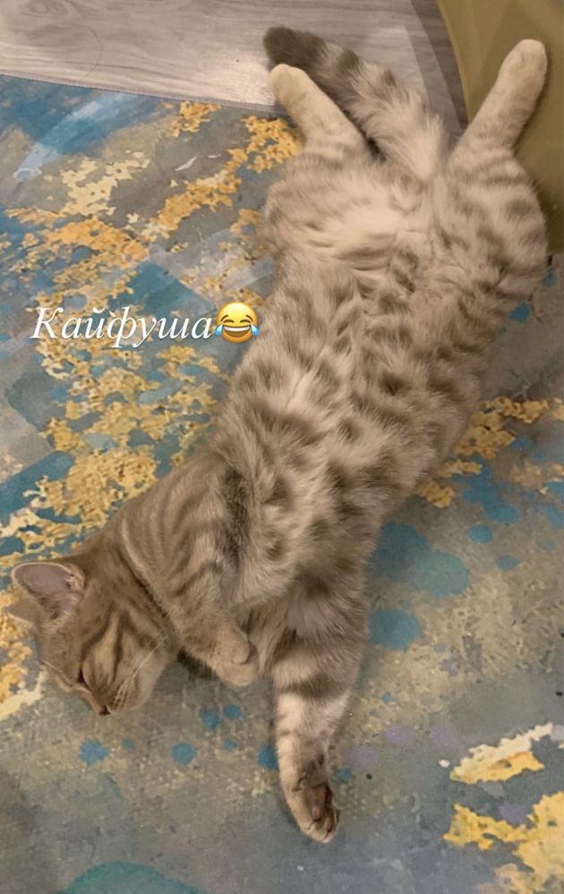 Отдам кошку в добрые руки шотландская скоттиш страйт