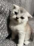 Котенок девочка игривая