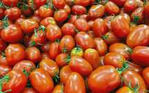 продажа домашних помидоров