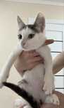 Котенок мальчик