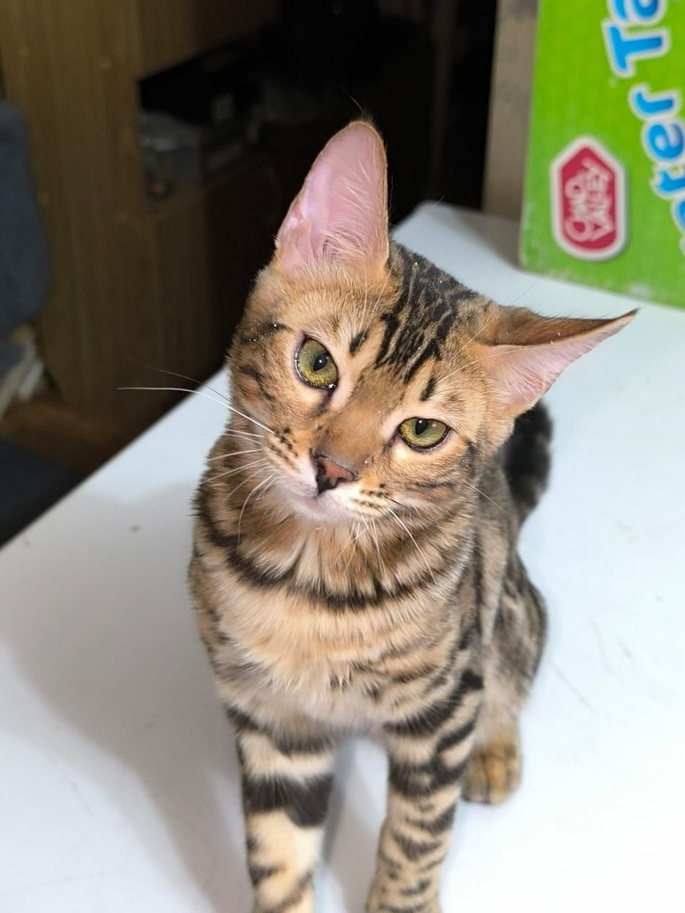 Бенгальские котики