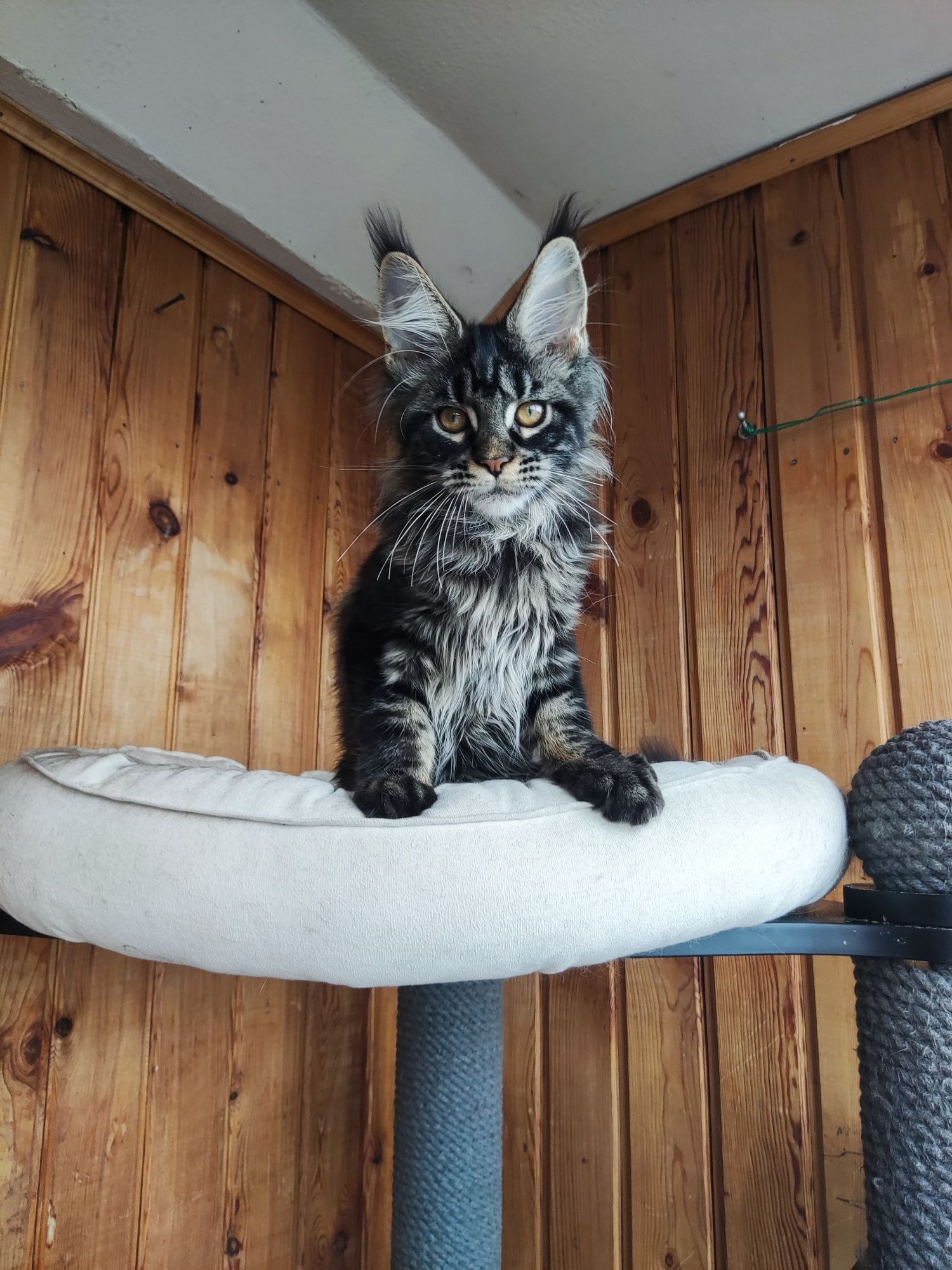 Котенок Мейн кун