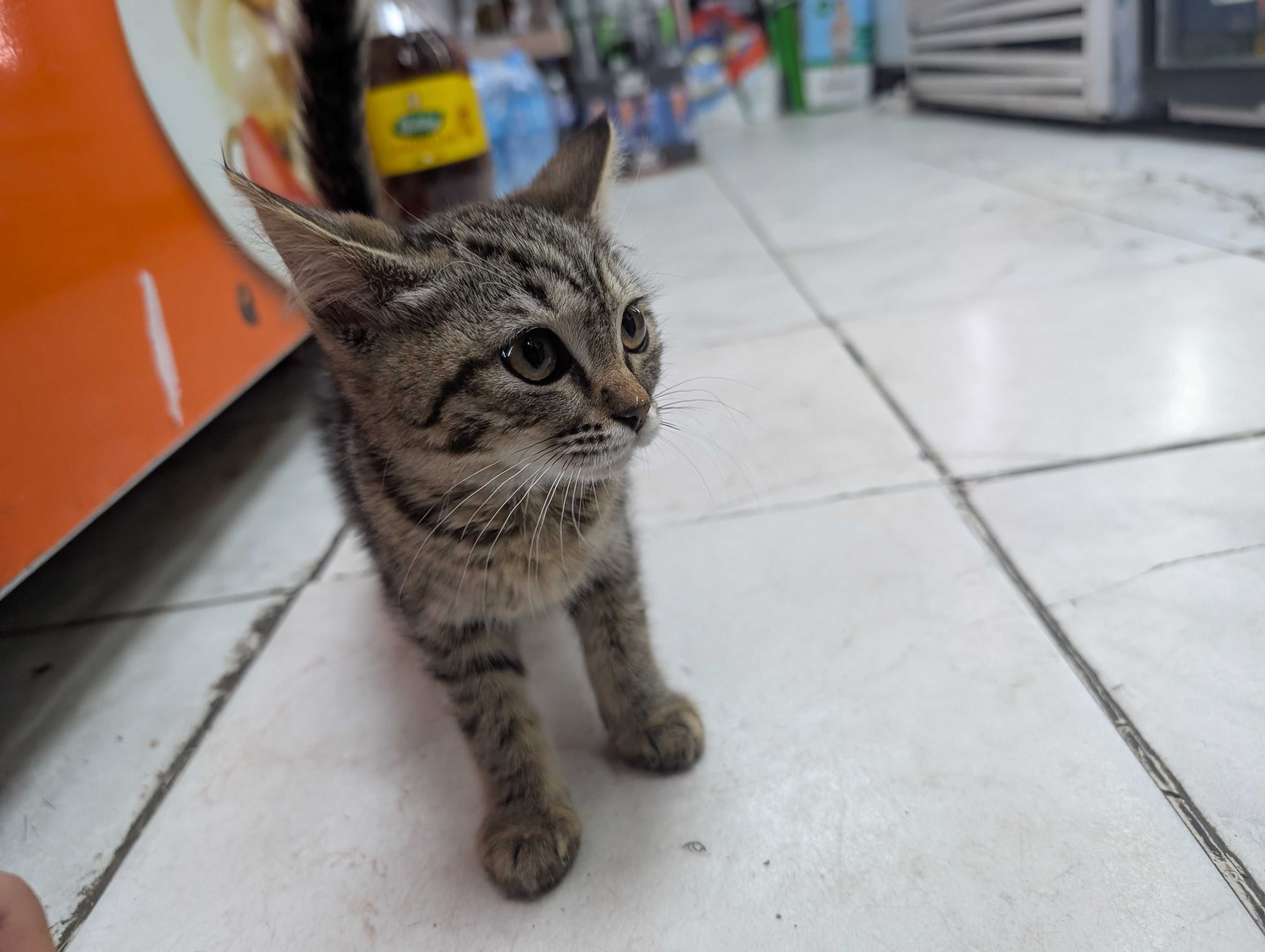 Котенок нуждается в доме