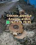 Спилим деревья. Спилить Дерево. Спил. Пилим. Обрезка